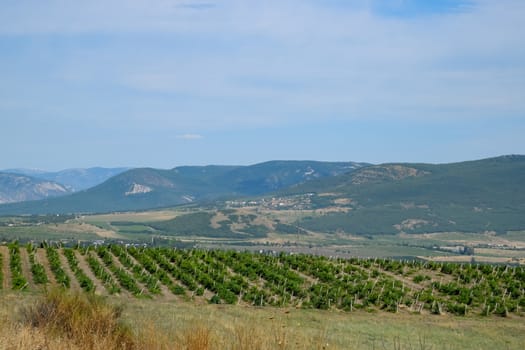 Fields with vineyards on trellises. a Hills with vineyards.