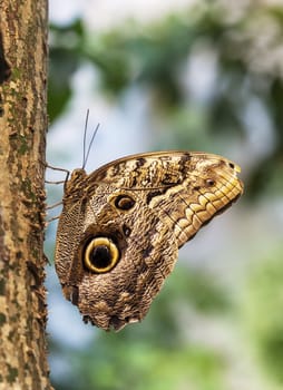 Caligo Eurilochus butterfly sitting on a tree trunk