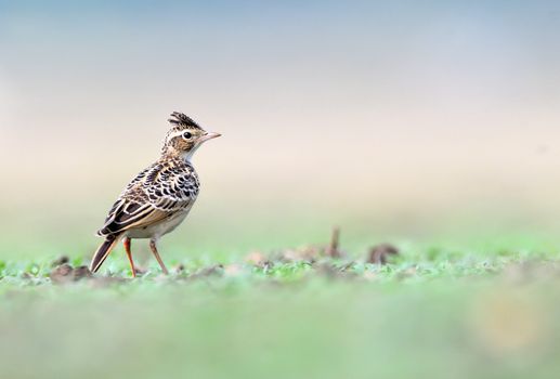Sykes's lark is a species of lark found in the dry open country of India. Its distribution is mainly restricted to central India.