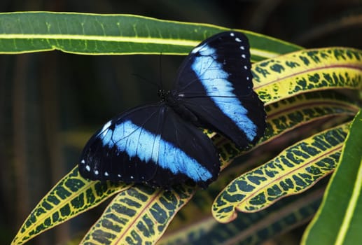 Blue morpho - morpho peleides - butterfly sitting on a green leaf