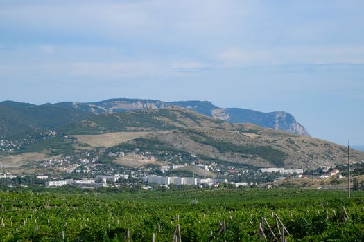 Fields with vineyards on trellises. a Hills with vineyards.