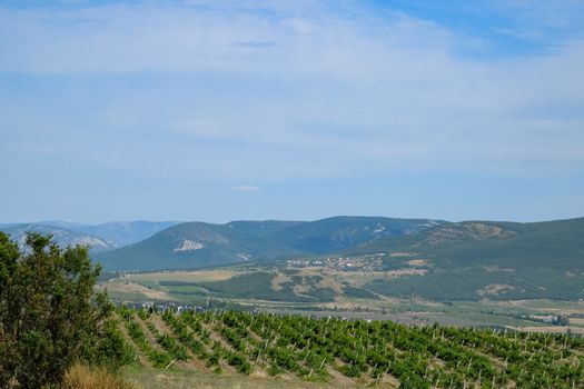 Fields with vineyards on trellises. a Hills with vineyards.