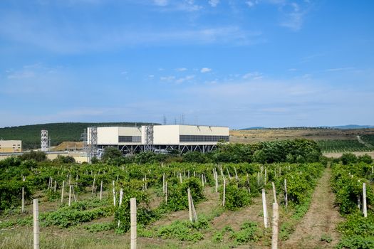 Fields with vineyards on trellises. a Hills with vineyards.