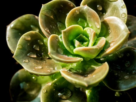 Succulent plant close-up, freshness leaves and water drops of Echeveria Chroma on black background