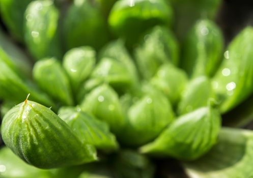 Haworthia Succulent plant, Freshness leaves of Haworthia Cooperi