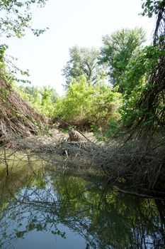 Spring trips on the arms of the Danube river.
Here the spontaneous flora on an April day, on the island and the Trămșani arm.