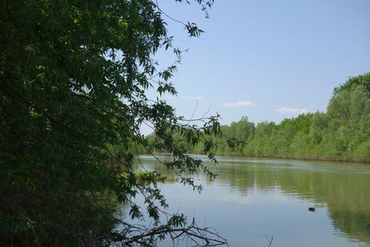 geographical area, diversity, coloristic, Trămșani arm, melancholy, Trămșani island, Danube, Danube Branches, Danube Meadow, spring vegetation, green trees, silk grass, early spring, seasons, Romania, Europe, travel, fresh air, traveler , freedom, joy, river air, freshness, sensations, revelations, spring picture







Spring trips on the arms of the Danube river.
Here the spontaneous flora on an April day, on the island and the Trămșani arm.
