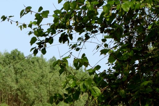 Spring leaves on the arms of the Danube river.
Here the spontaneous flora on an April day, on the island and the Trămșani arm.