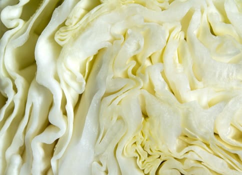 Close up to texture of cut surface inside a Cabbage