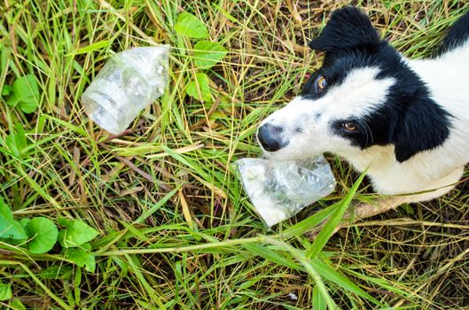 Dog eating food in plastic bag