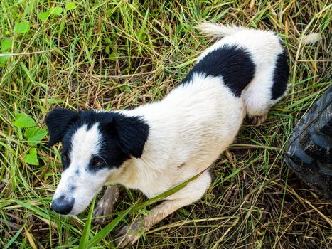 Dog flop on the wet grass