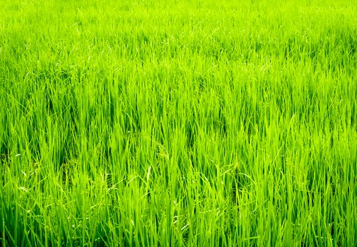 Rice field scenery in the countryside of Thailand, fresh and green background