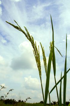 The ear of paddy in the grass field