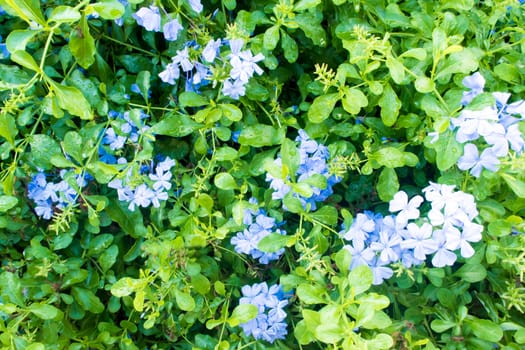 Leaves of plant as background or texture