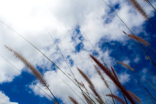 Grass flower in wind and blue sky background