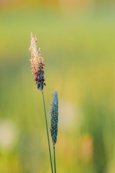 spring grass on summer flowering meadow, shallow focus natural bokeh background, springtime backdrop