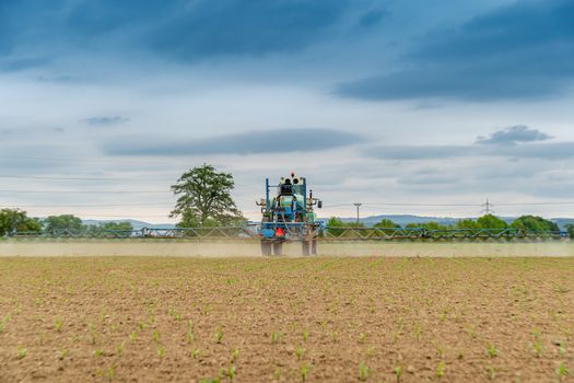 spraying weeds in a field by a tractor with a sprayer.