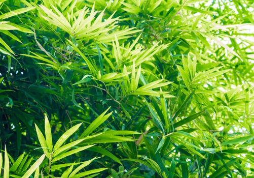 Vivid green color of bamboo leaves / green background