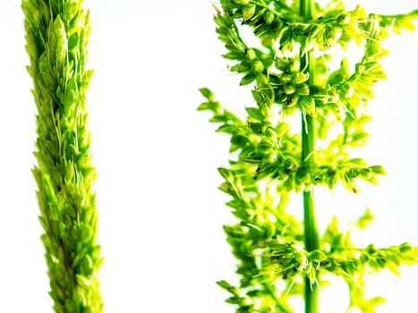 Detail of freshness the new bouquet Bamyard grass on white backgroud