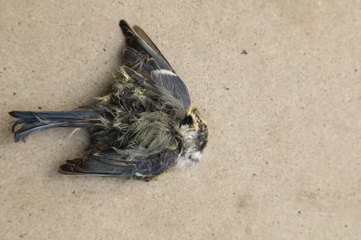 Close up of the Pigeon