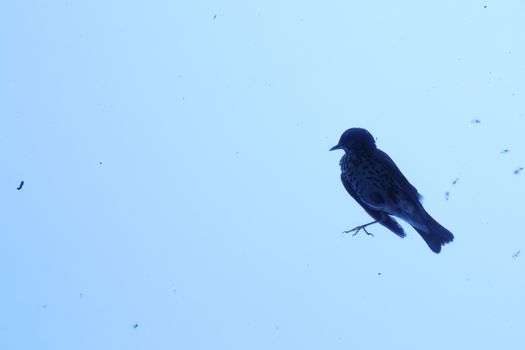 Close up of the Pigeon