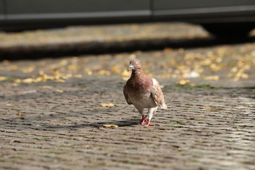 Close up of the Pigeon
