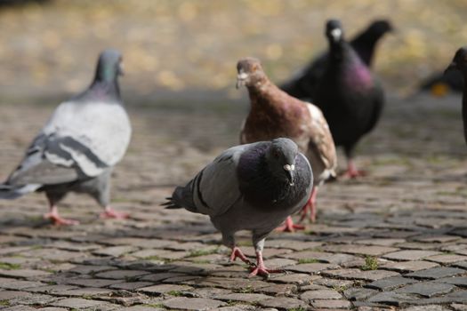 Close up of the Pigeon