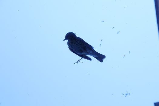 Close up of the Pigeon