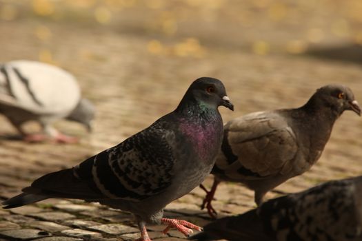 Close up of the Pigeon