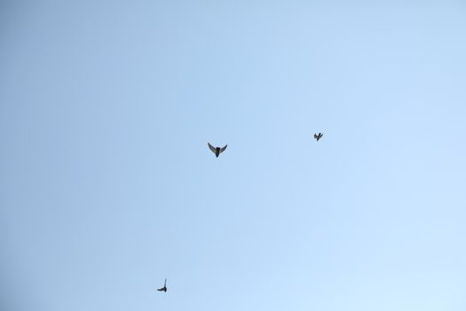 Close up of the Pigeon