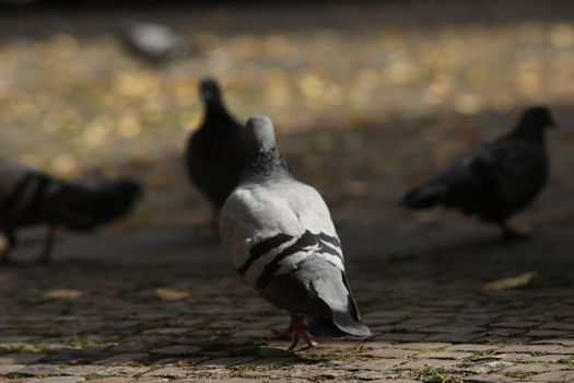Close up of the Pigeon