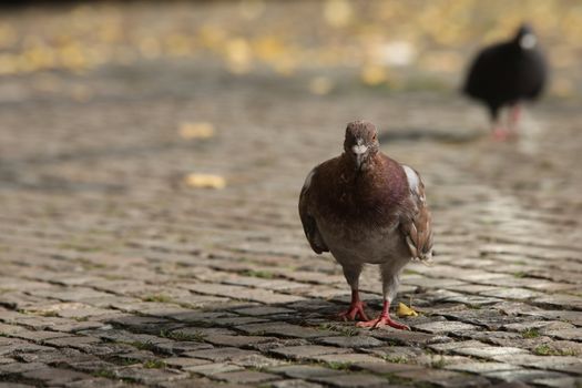Close up of the Pigeon