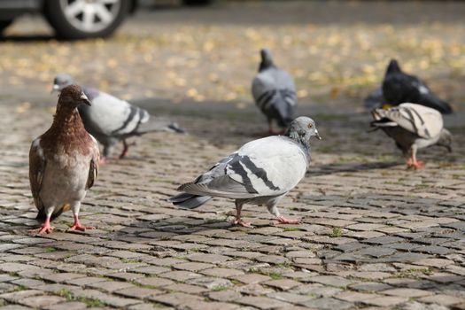 Close up of the Pigeon