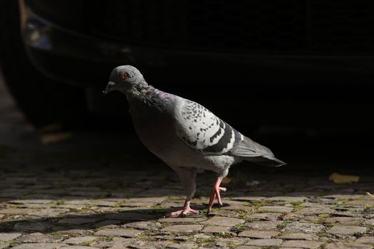 Close up of the Pigeon