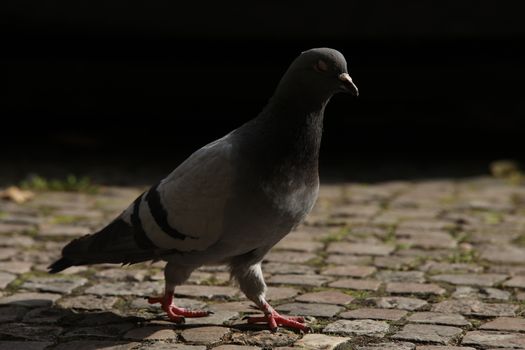 Close up of the Pigeon