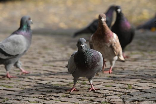 Close up of the Pigeon