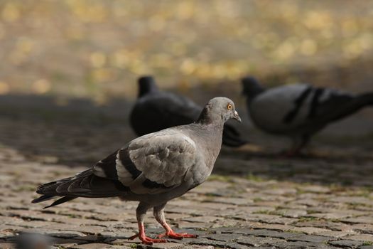 Close up of the Pigeon