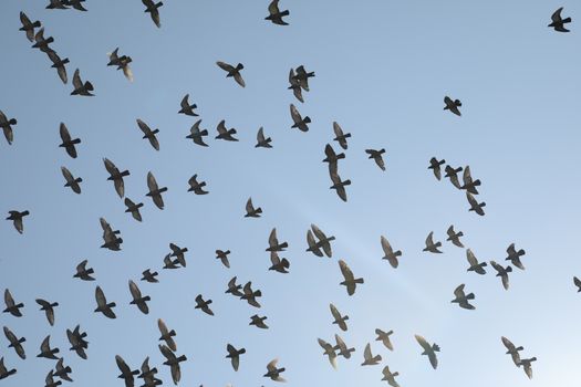Close up of the Pigeon
