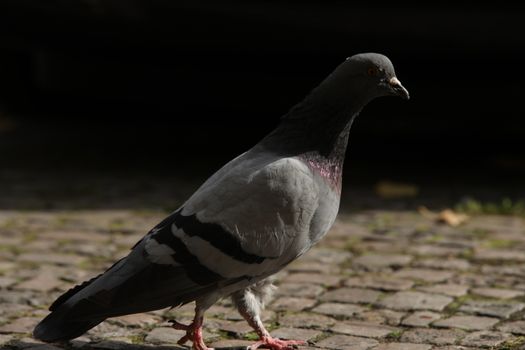Close up of the Pigeon