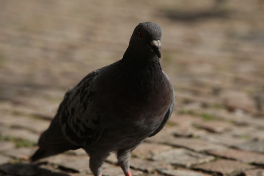 Close up of the Pigeon