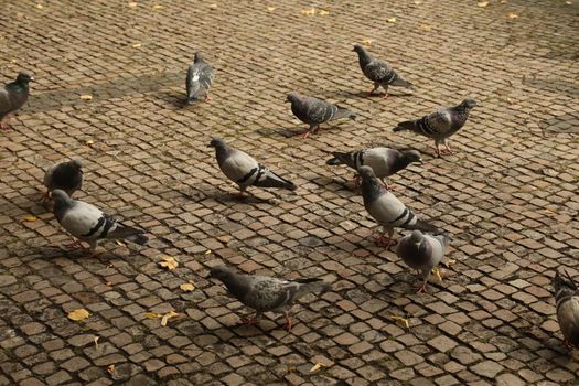 Close up of the Pigeon