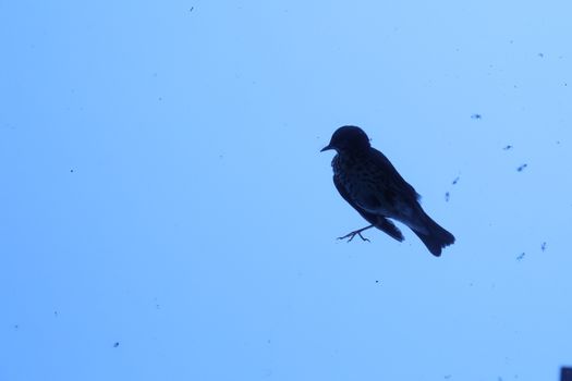 Close up of the Pigeon
