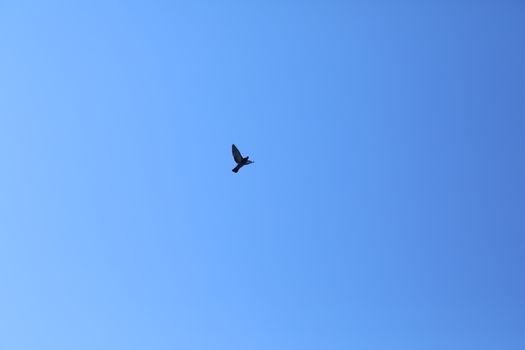 Close up of the Pigeon