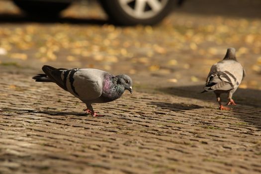 Close up of the Pigeon