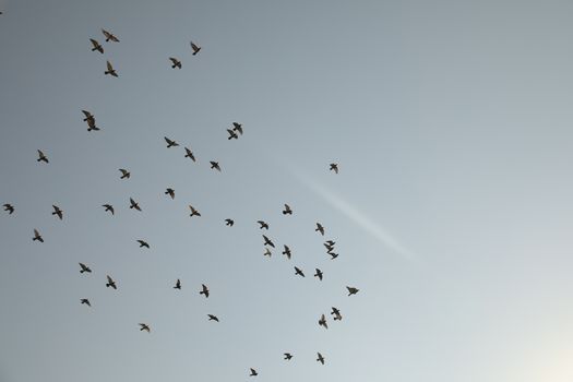Close up of the Pigeon