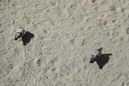Close up of the Pigeon