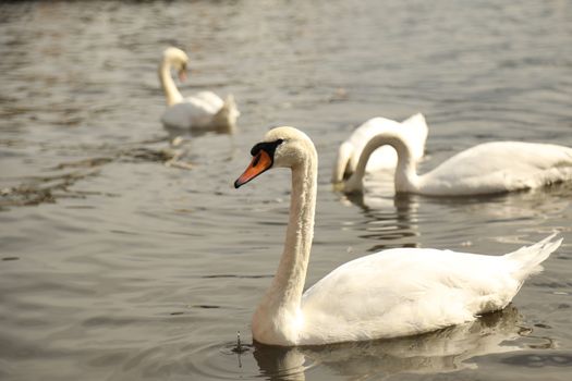 Birds in the Water