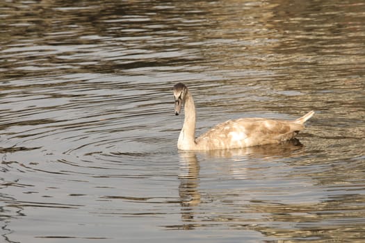 Birds in the Water