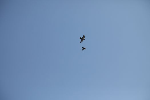 Close up of the Pigeon