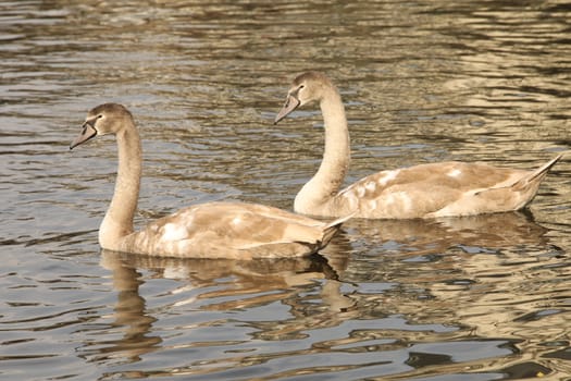 Birds in the Water